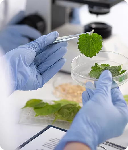 Headquartered in Henan, China, we are deeply committed to the Chinese raw materials market, dedicated to providing high-quality products to regions around the world, including but not limited to food, food additives, and food processing machinery.